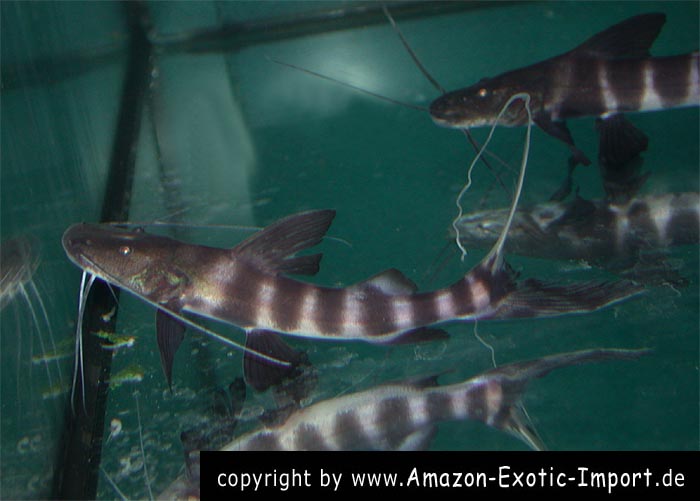 Brachyplatystoma juruense